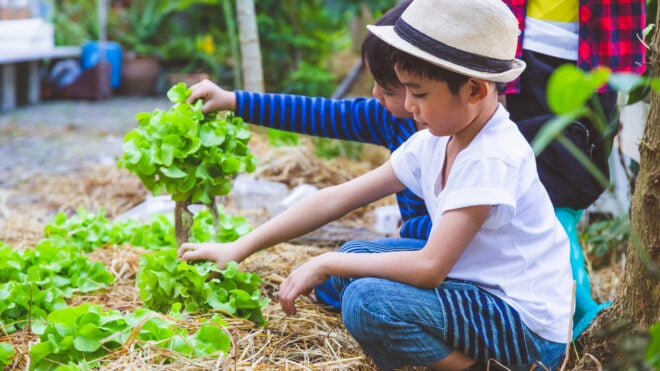 flowers-to-plant-in-summer-featured